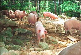 Iwashimizu pigs are coming down from a lush mountain. 