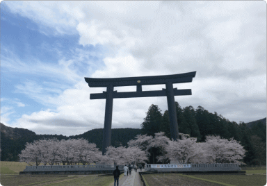 Oyunohara torii in Oyunohara during the cherry blossom season.